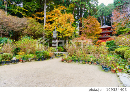 【京都府】木津川市 岩船寺 (2023/11/29 撮影) 【京都府】木津川市 岩船寺 (2023/11/29 撮影) 109324408