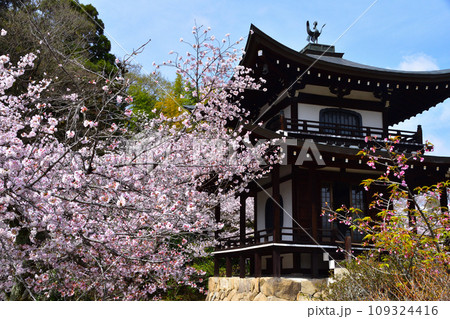 春　京都　勧修寺 109324416
