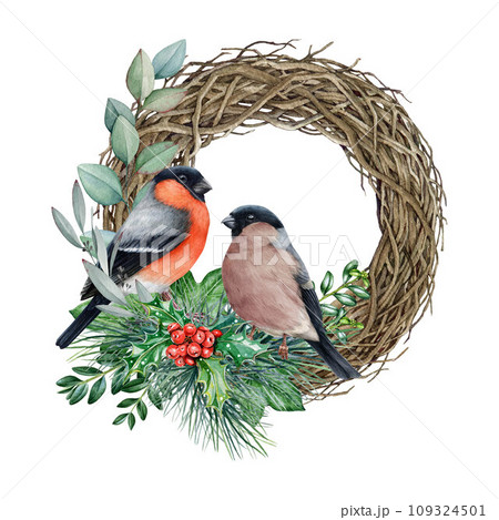 Winter wreath decor with bullfinches. Watercolor illustration. Hand drawn Christmas festive rustic decoration with eucalyptus, pine, holly and couple bullfinch birds. Isolated on white background Winter wreath decor with bullfinches. Watercolor illustration. Hand drawn Christmas festive rustic decoration with eucalyptus, pine, holly and couple bullfinch birds. Isolated on white background 109324501