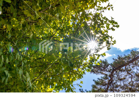 11月の太陽と黄緑色の銀杏の葉～小春～ 109324594
