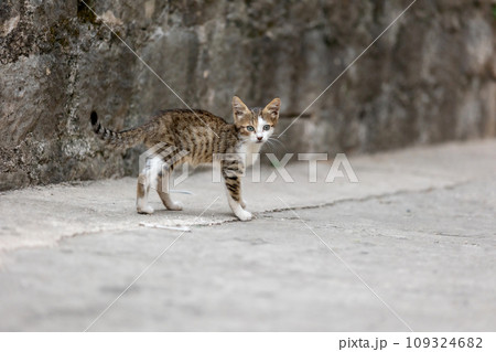 Stray cat in Old Town of Kotor, Montenegro Stray cat in Old Town of Kotor, Montenegro 109324682