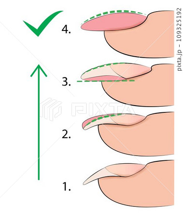 Illustration of the stages of forming a manicure nail plate for training Illustration of the stages of forming a manicure nail plate for training 109325192