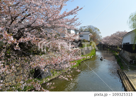 近江八幡の水郷と桜（滋賀県近江八幡市） 109325313