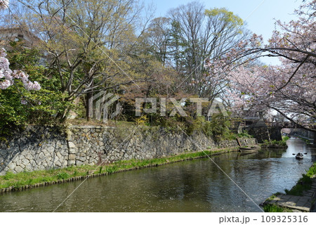 近江八幡の水郷と桜(滋賀県近江八幡市) 近江八幡の水郷と桜(滋賀県近江八幡市) 109325316