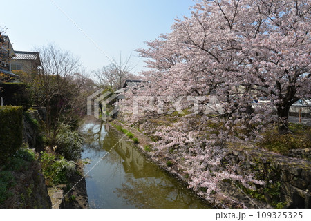 近江八幡の水郷と桜（滋賀県近江八幡市） 109325325