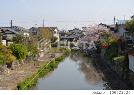 近江八幡の水郷と桜(滋賀県近江八幡市) 近江八幡の水郷と桜(滋賀県近江八幡市) 109325326