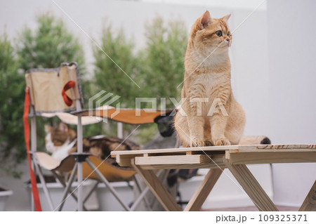 happy and relax concept with gold british cat sit on camping table happy and relax concept with gold british cat sit on camping table 109325371