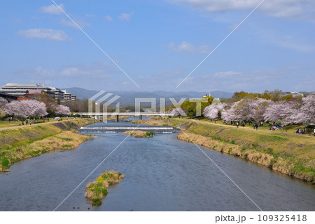 春 京都 鴨川 春 京都 鴨川 109325418