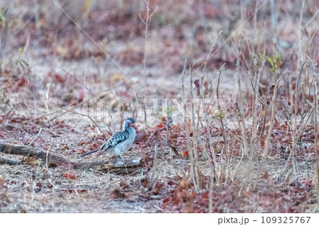 Southern Yellow billed horn bill 109325767