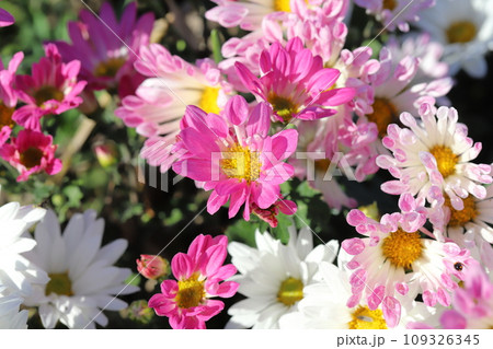 秋の庭に咲く白とピンク色のスプレーギクの花 秋の庭に咲く白とピンク色のスプレーギクの花 109326345
