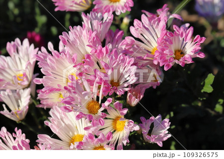 秋の庭に咲くピンク色と白の複色のスプレーギクの花 109326575