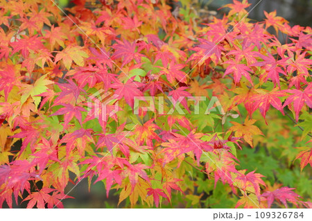 青葉の混じるカエデの紅葉 青葉の混じるカエデの紅葉 109326784