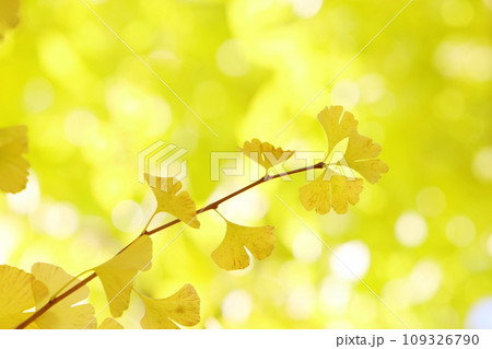 イチョウの黄葉のクローズアップ 109326790