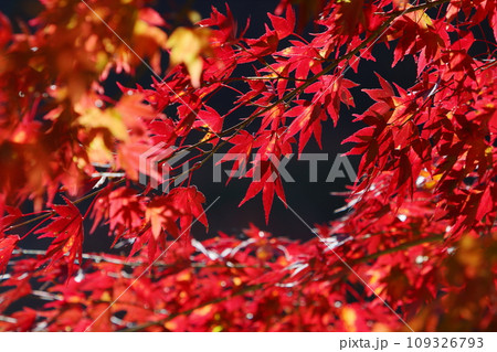 色鮮やかなカエデの紅葉 色鮮やかなカエデの紅葉 109326793