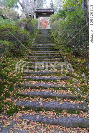 石段に散り敷く紅葉した落ち葉 石段に散り敷く紅葉した落ち葉 109326815