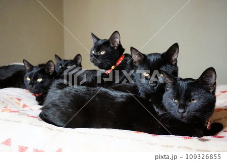 クロネコ5兄弟　子ねこ　4ヶ月くらい 109326855