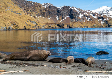 サウスジョージア島 ミナミゾウアザラシ サウスジョージア島 ミナミゾウアザラシ 109326869