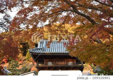 興聖寺　山門　琴坂　秋 109326901