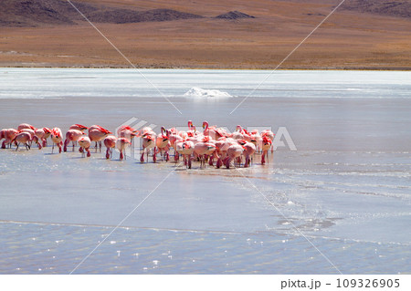 Laguna Hedionda flamingos, Bolivia 109326905