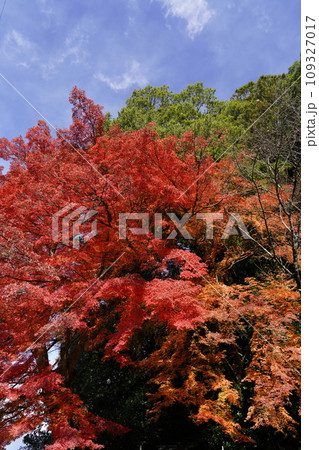 秋色に染まった木々 秋色に染まった木々 109327017