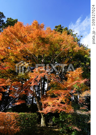 秋色に染まった木々 秋色に染まった木々 109327024