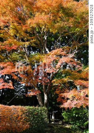 秋色に染まった木々 秋色に染まった木々 109327028