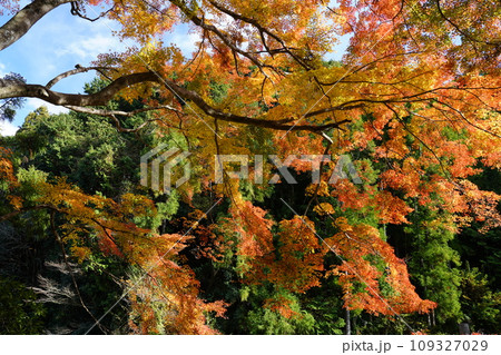 秋色に染まった木々 109327029