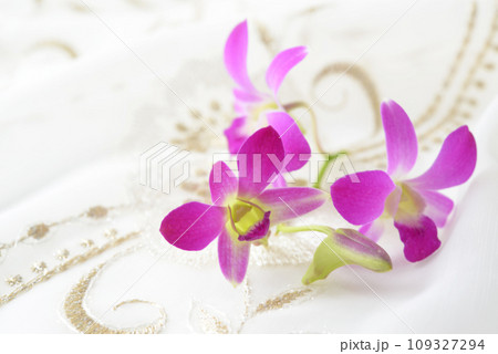 蘭の花 109327294