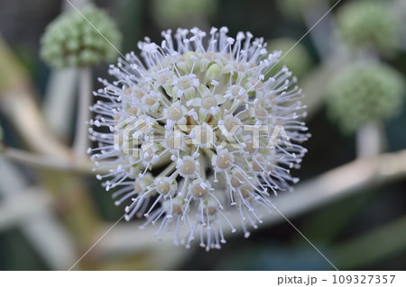 ヤツデの花 ヤツデの花 109327357