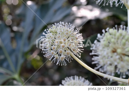 ヤツデの花 ヤツデの花 109327361