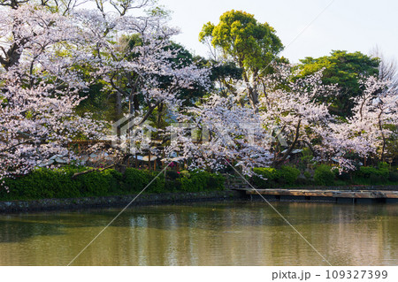 古都鎌倉の春　鶴岡八幡宮　源氏池の桜 109327399