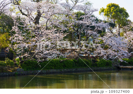 古都鎌倉の春 鶴岡八幡宮 源氏池の桜 古都鎌倉の春 鶴岡八幡宮 源氏池の桜 109327400