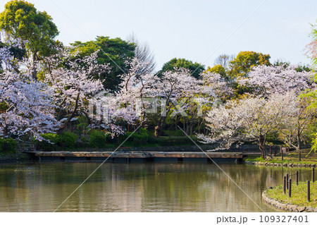 古都鎌倉の春 鶴岡八幡宮 源氏池の桜 古都鎌倉の春 鶴岡八幡宮 源氏池の桜 109327401