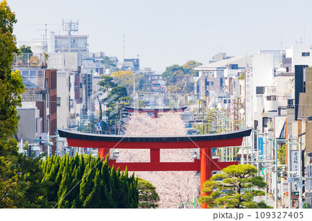 古都鎌倉の春　鶴岡八幡宮　本宮（上宮）から望む段葛（参道）の桜並木 109327405
