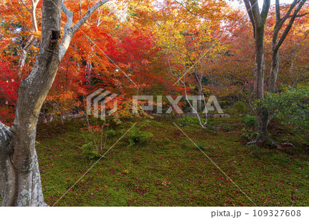 秋の京都嵯峨野　見事な紅葉の宝筐院 109327608