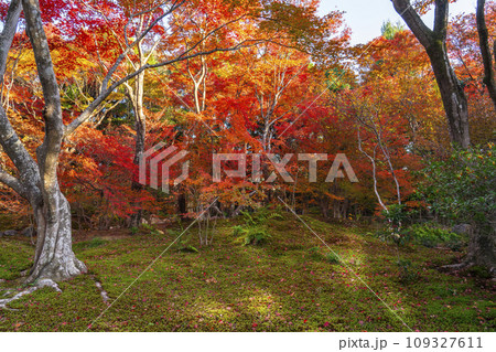 秋の京都嵯峨野 見事な紅葉の宝筐院 秋の京都嵯峨野 見事な紅葉の宝筐院 109327611