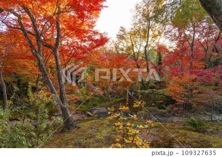 秋の京都嵯峨野 見事な紅葉の宝筐院 秋の京都嵯峨野 見事な紅葉の宝筐院 109327635