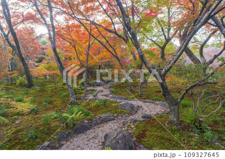 秋の京都嵯峨野　見事な紅葉の宝筐院 109327645