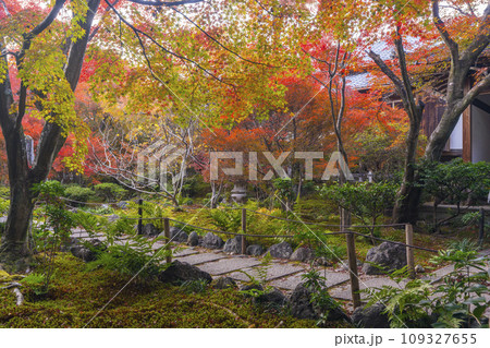秋の京都嵯峨野 見事な紅葉の宝筐院 秋の京都嵯峨野 見事な紅葉の宝筐院 109327655
