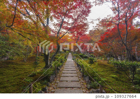 秋の京都嵯峨野 見事な紅葉の宝筐院 秋の京都嵯峨野 見事な紅葉の宝筐院 109327664