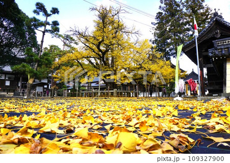 岡山県久米南町 指定天然記念物:誕生寺の大イチョウ 岡山県久米南町 指定天然記念物:誕生寺の大イチョウ 109327900
