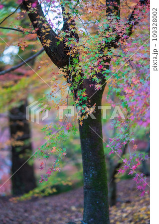 秋の紅葉が美し菊池神社の風景 109328002