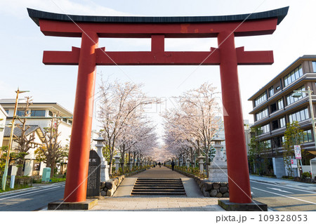 古都鎌倉の春 鶴岡八幡宮 二の鳥居と段葛(参道)の桜並木 古都鎌倉の春 鶴岡八幡宮 二の鳥居と段葛(参道)の桜並木 109328053