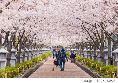 古都鎌倉の春　鶴岡八幡宮　段葛（参道）の桜並木 109328057