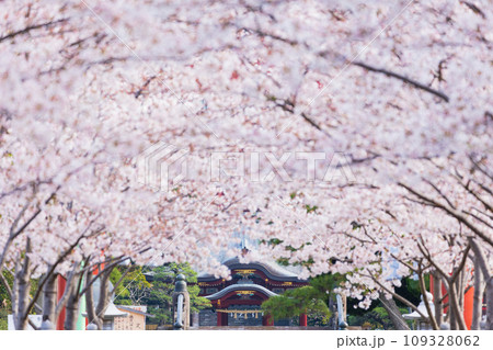 古都鎌倉の春　鶴岡八幡宮　段葛（参道）の桜並木 109328062