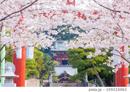 古都鎌倉の春　鶴岡八幡宮　三の鳥居と段葛（参道）の桜並木 109328063