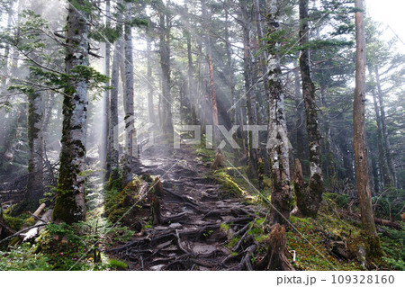 【夏の八ヶ岳】八ヶ岳の森 109328160