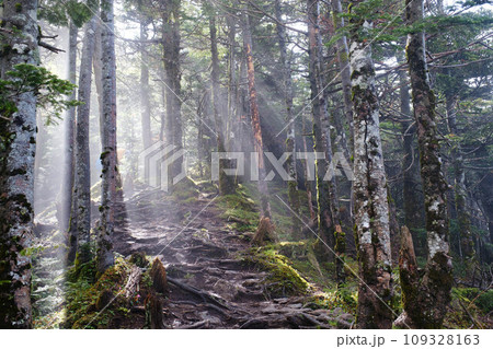 【夏の八ヶ岳】八ヶ岳の森_02 【夏の八ヶ岳】八ヶ岳の森_02 109328163