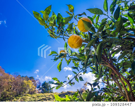 色付いたジャバラの果実 109328447