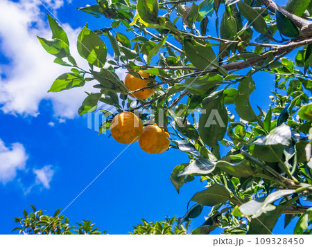 色付いたジャバラの果実 109328450